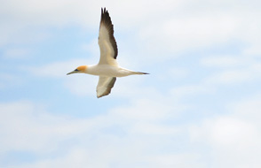 Muriwai Gannet Colony Auckland NZ