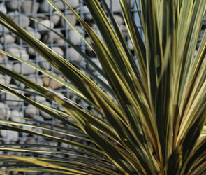 216 landscaped with native NZ  plants